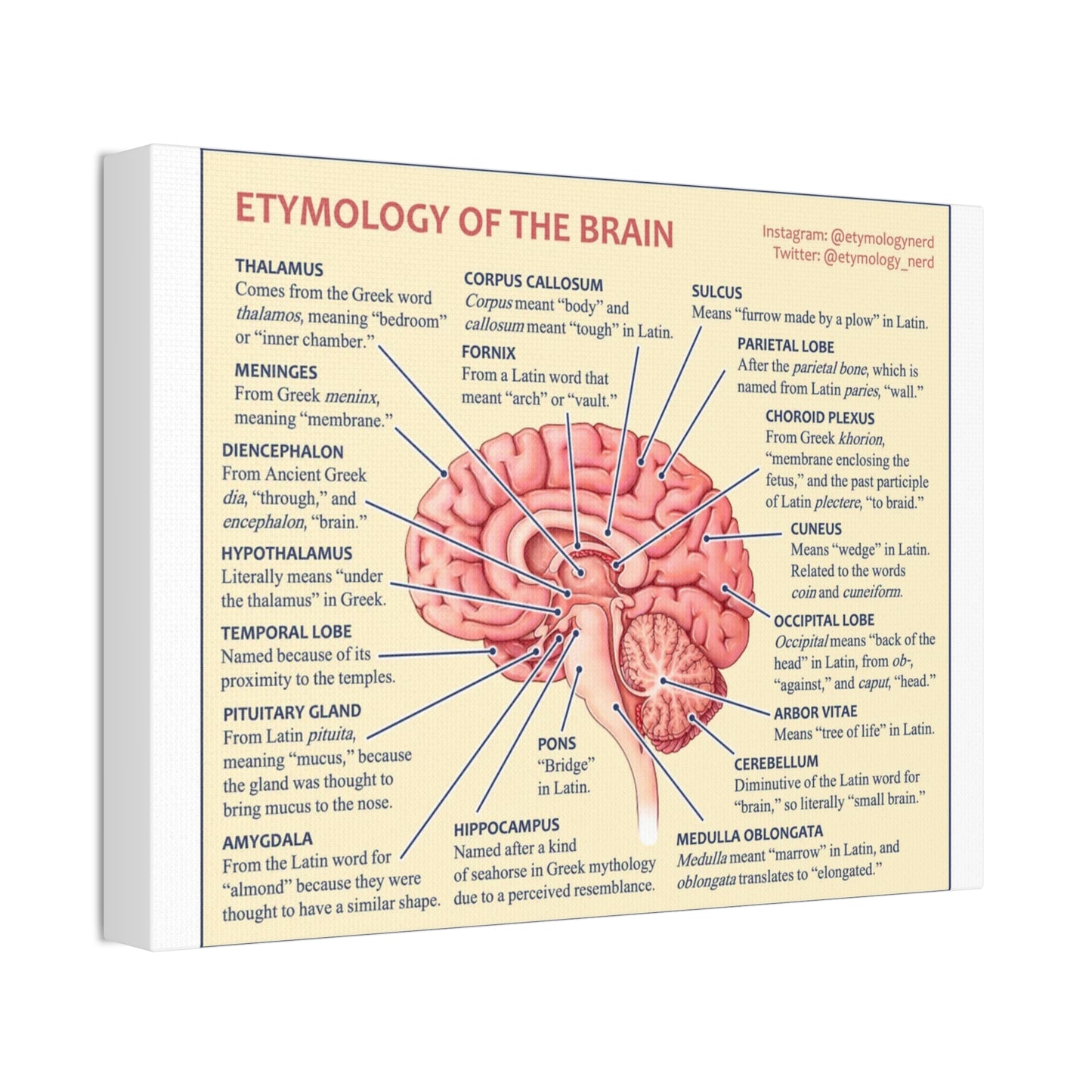 Etymology Of The Brain Poster, Brain Anatomy Guide Vertical Poster