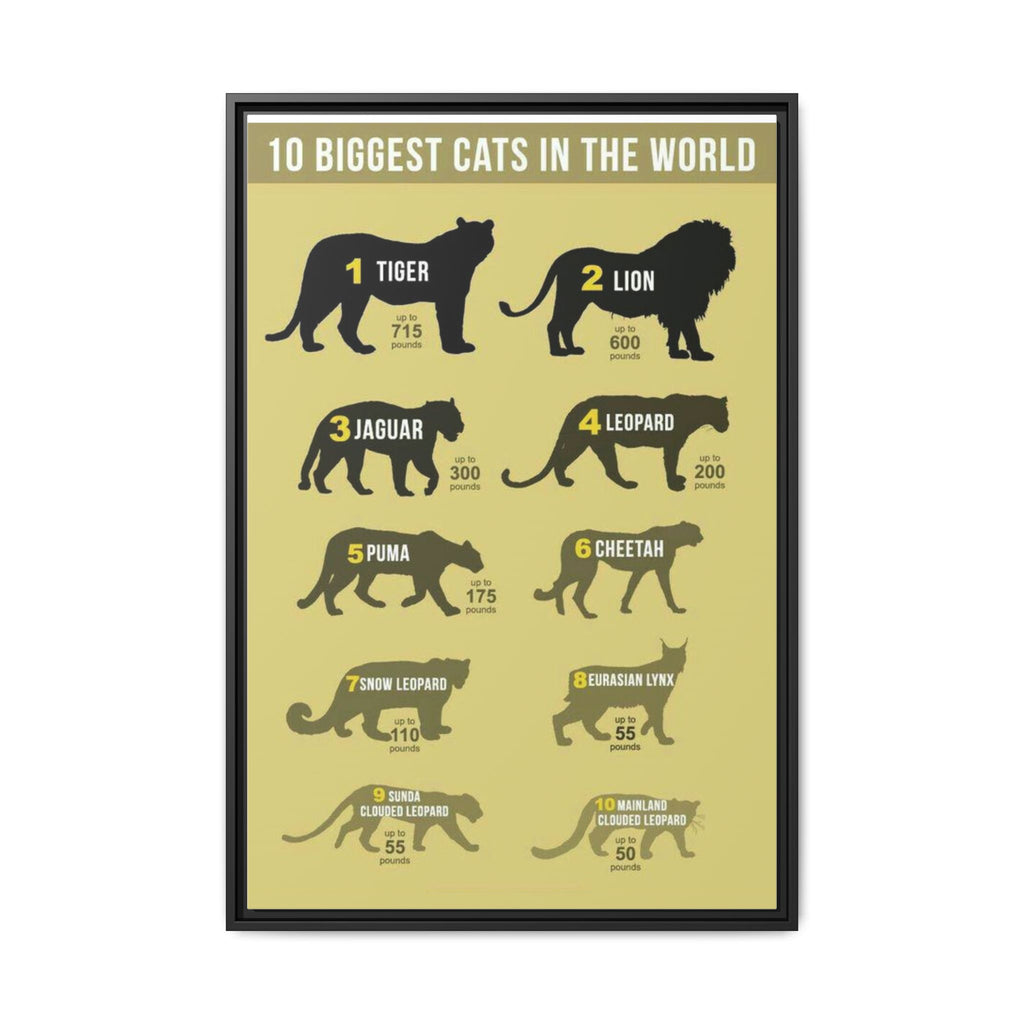 10 Biggest Cats in the World Poster, Big Cat Size Comparison Chart, Tiger Lion Leopard Wildlife Educational Canvas Print