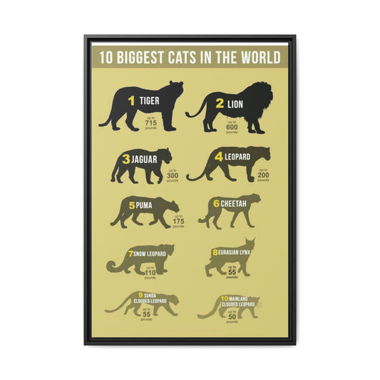 10 Biggest Cats in the World Poster, Big Cat Size Comparison Chart, Tiger Lion Leopard Wildlife Educational Canvas Print