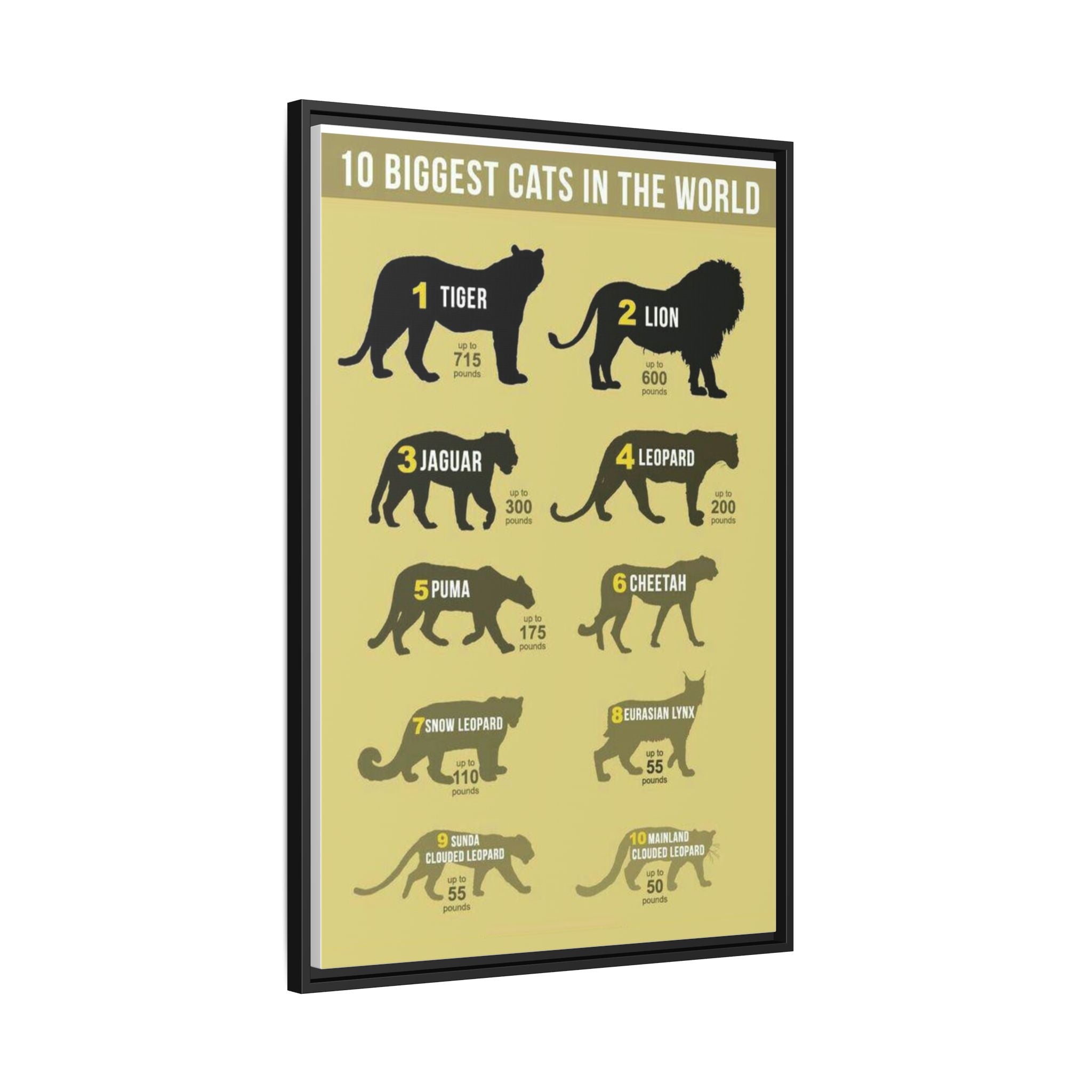 10 Biggest Cats in the World Poster, Big Cat Size Comparison Chart, Tiger Lion Leopard Wildlife Educational Canvas Print