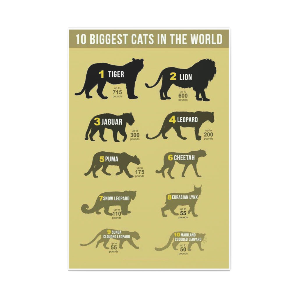 10 Biggest Cats in the World Poster, Big Cat Size Comparison Chart, Tiger Lion Leopard Wildlife Educational Canvas Print