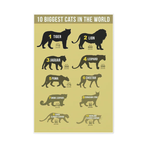 10 Biggest Cats in the World Poster, Big Cat Size Comparison Chart, Tiger Lion Leopard Wildlife Educational Canvas Print