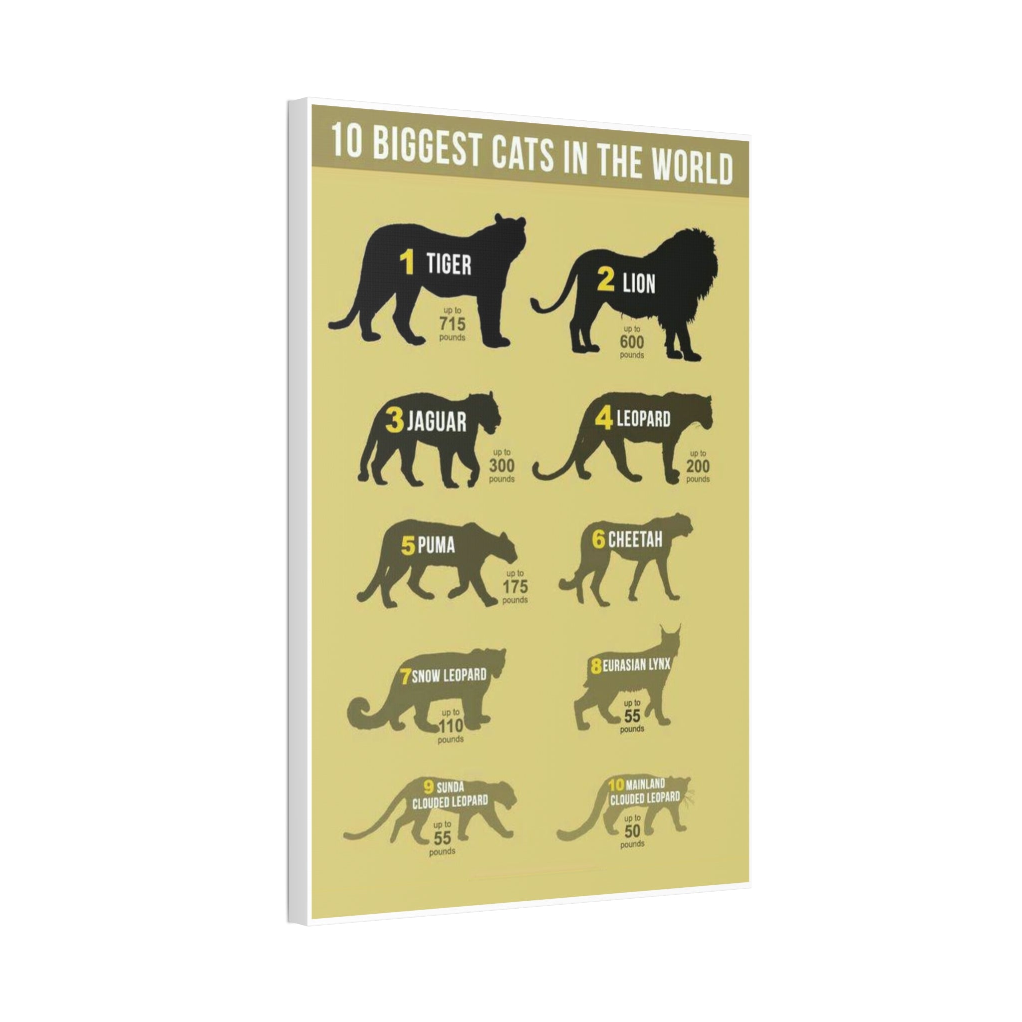 10 Biggest Cats in the World Poster, Big Cat Size Comparison Chart, Tiger Lion Leopard Wildlife Educational Canvas Print