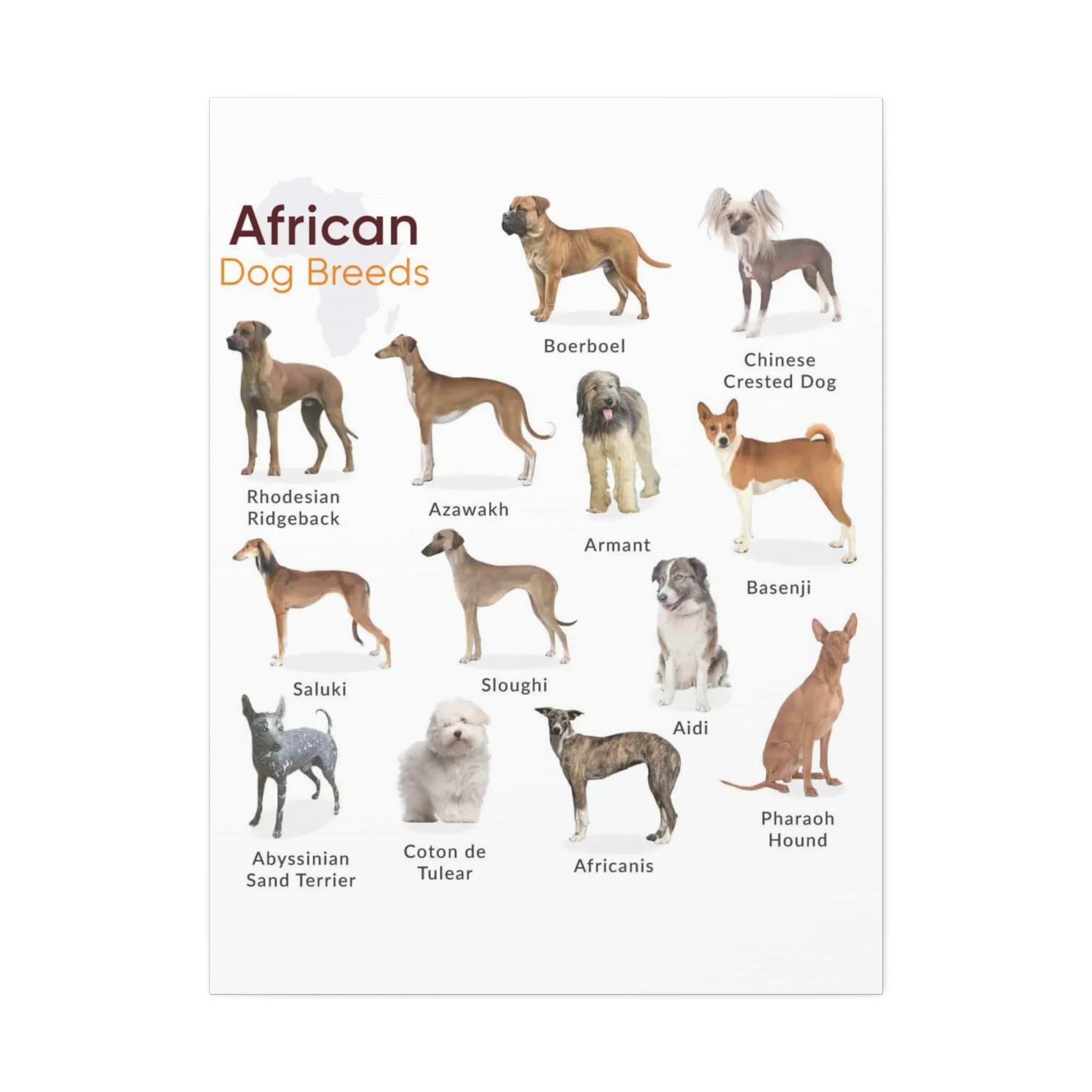 African Dog Breeds Identification Chart Poster and Canvas