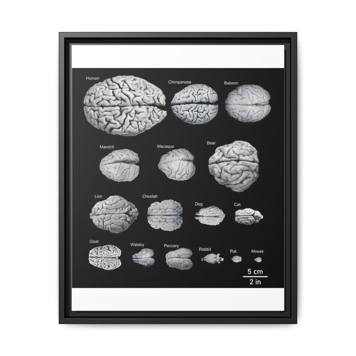 Animal Brain Comparison Vertical Poster
