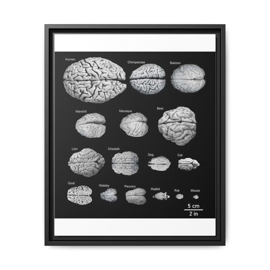 Animal Brain Comparison Vertical Poster