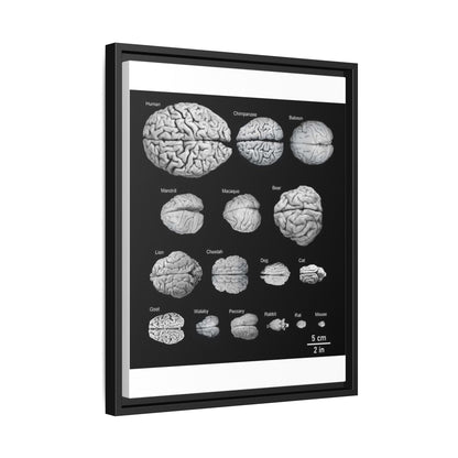 Animal Brain Comparison Vertical Poster