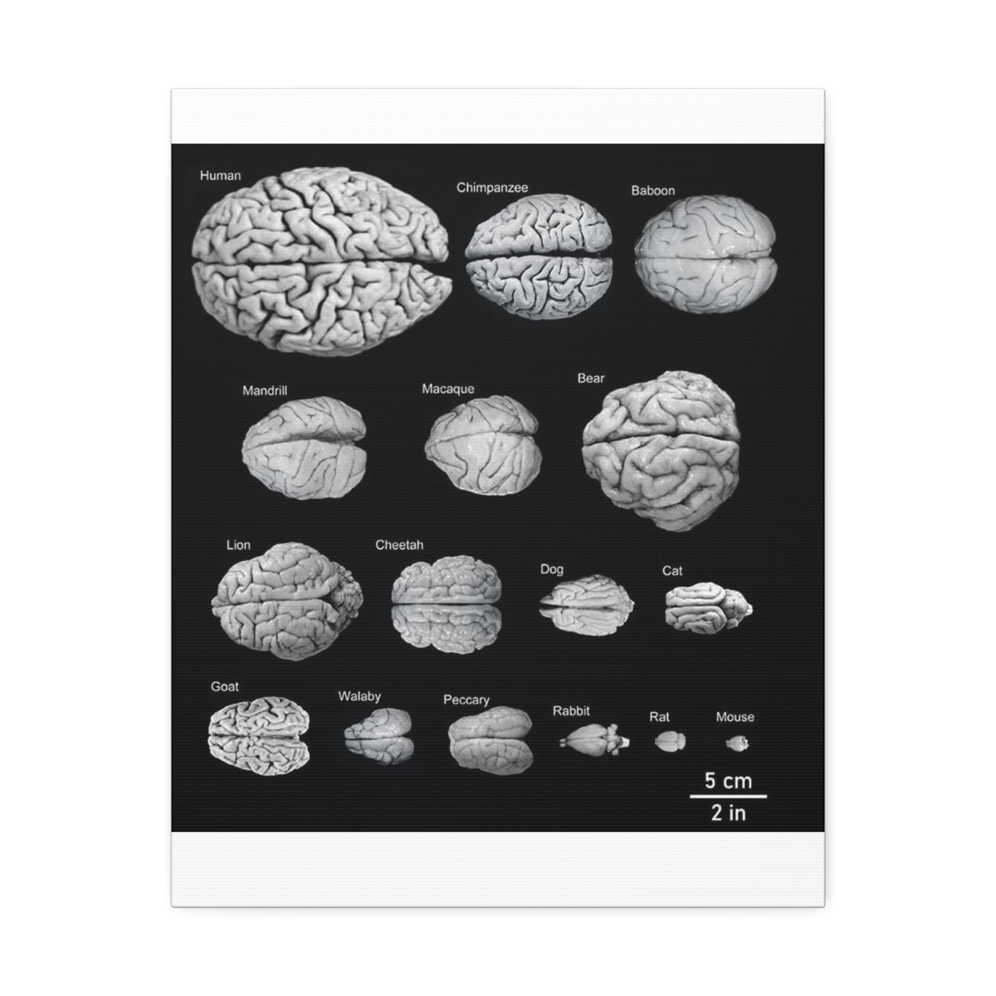 Animal Brain Comparison Vertical Poster