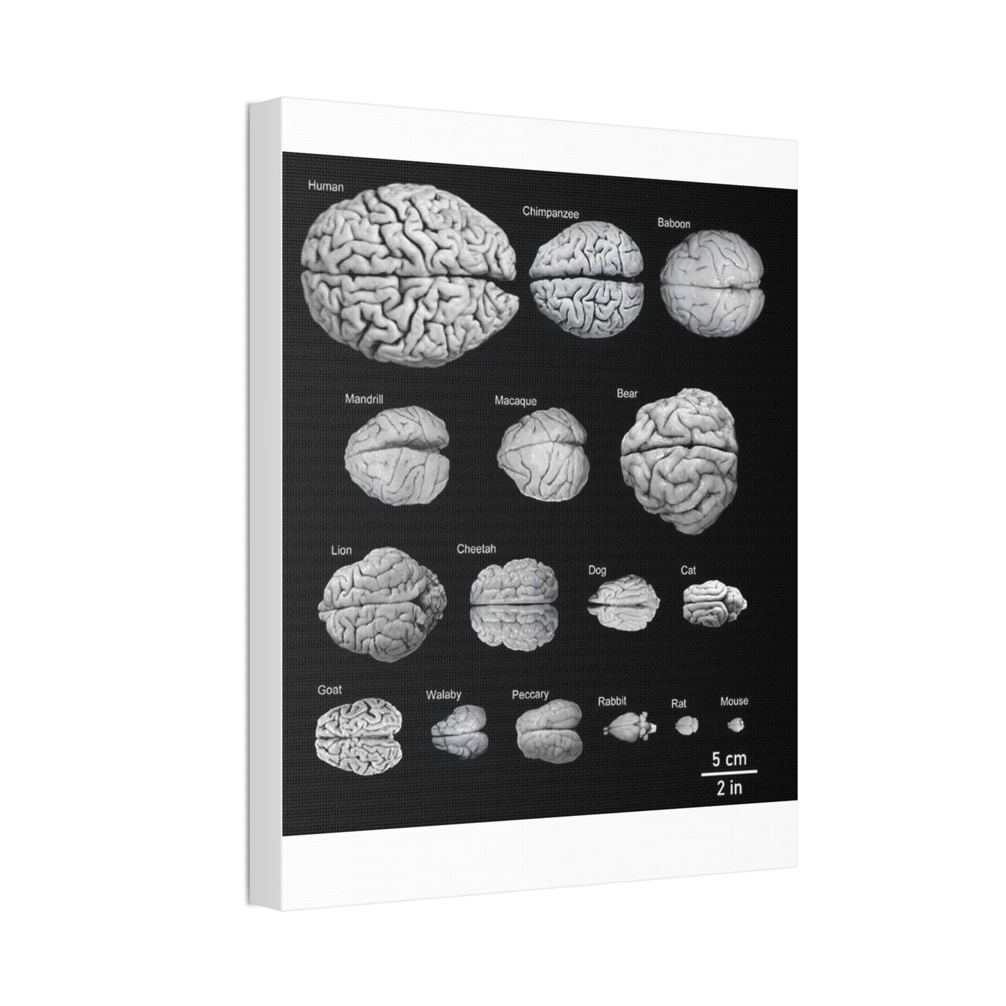 Animal Brain Comparison Vertical Poster