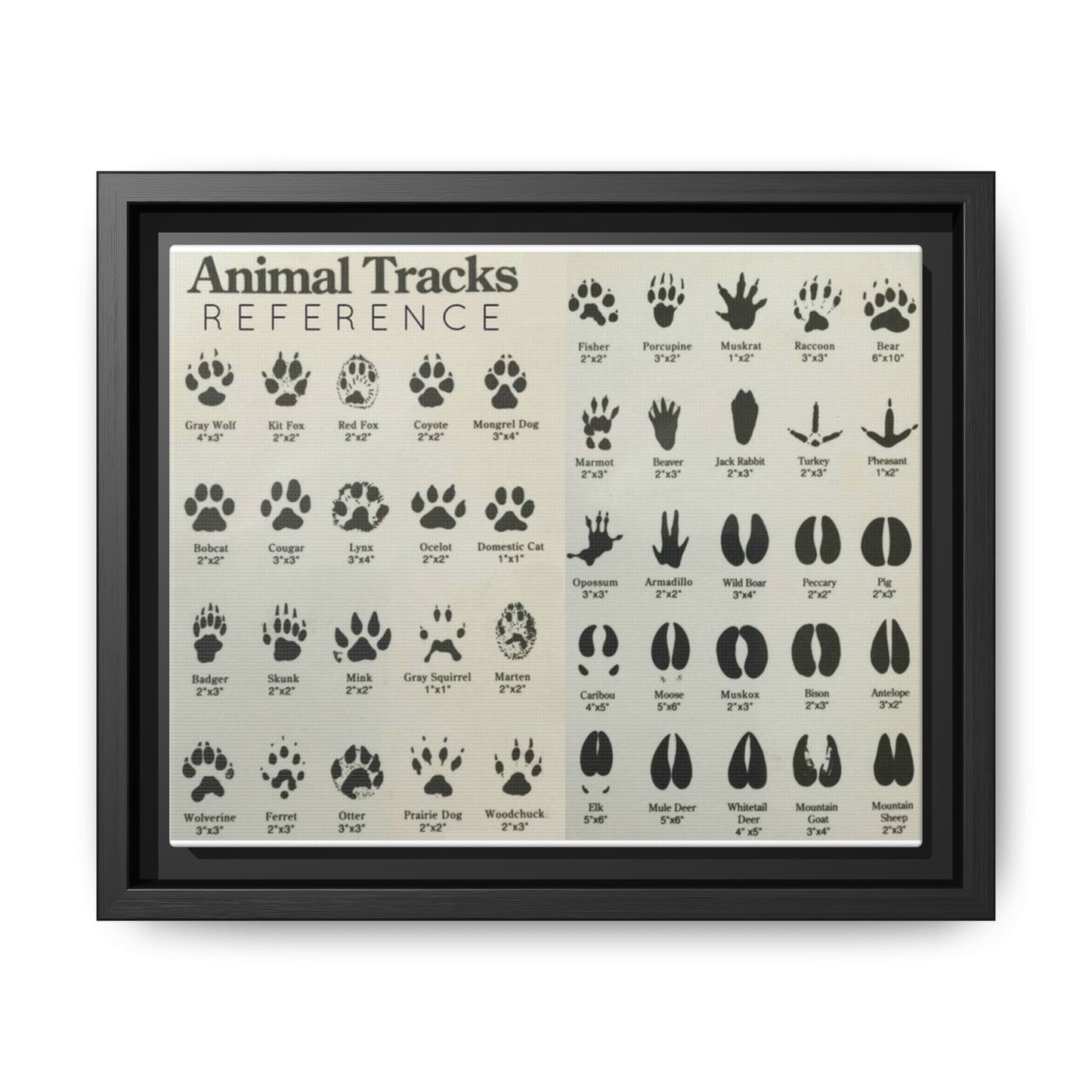 Animal Tracks Reference Poster, Animal Track Identification Guide Horizontal Poster