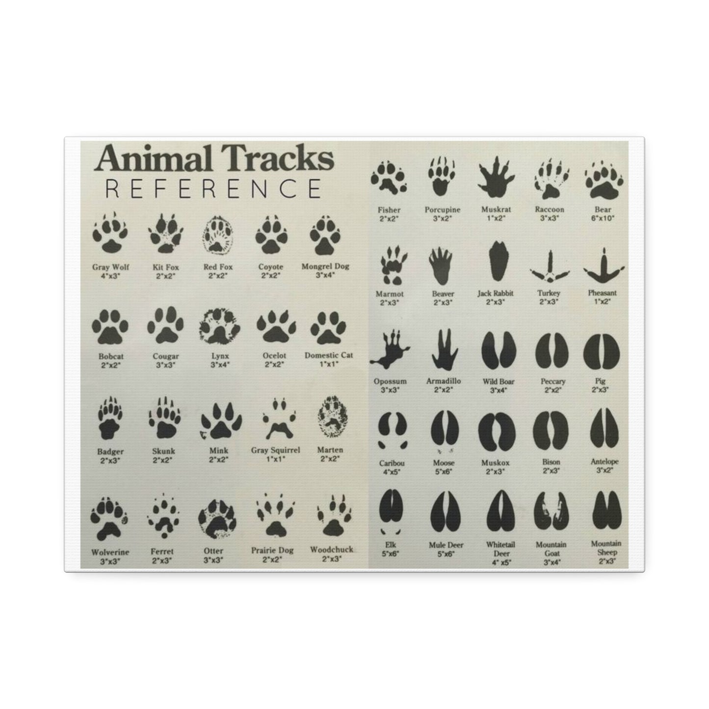 Animal Tracks Reference Poster, Animal Track Identification Guide Horizontal Poster
