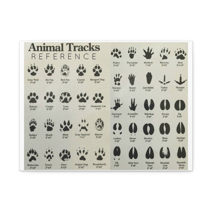Animal Tracks Reference Poster, Animal Track Identification Guide Horizontal Poster