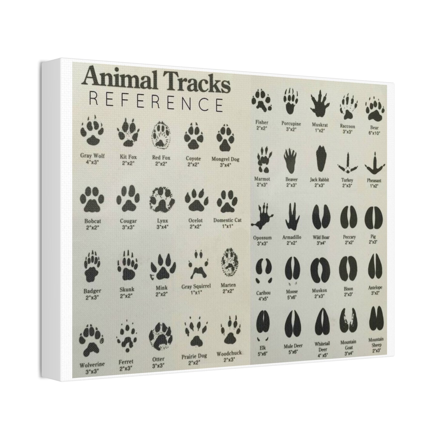 Animal Tracks Reference Poster, Animal Track Identification Guide Horizontal Poster