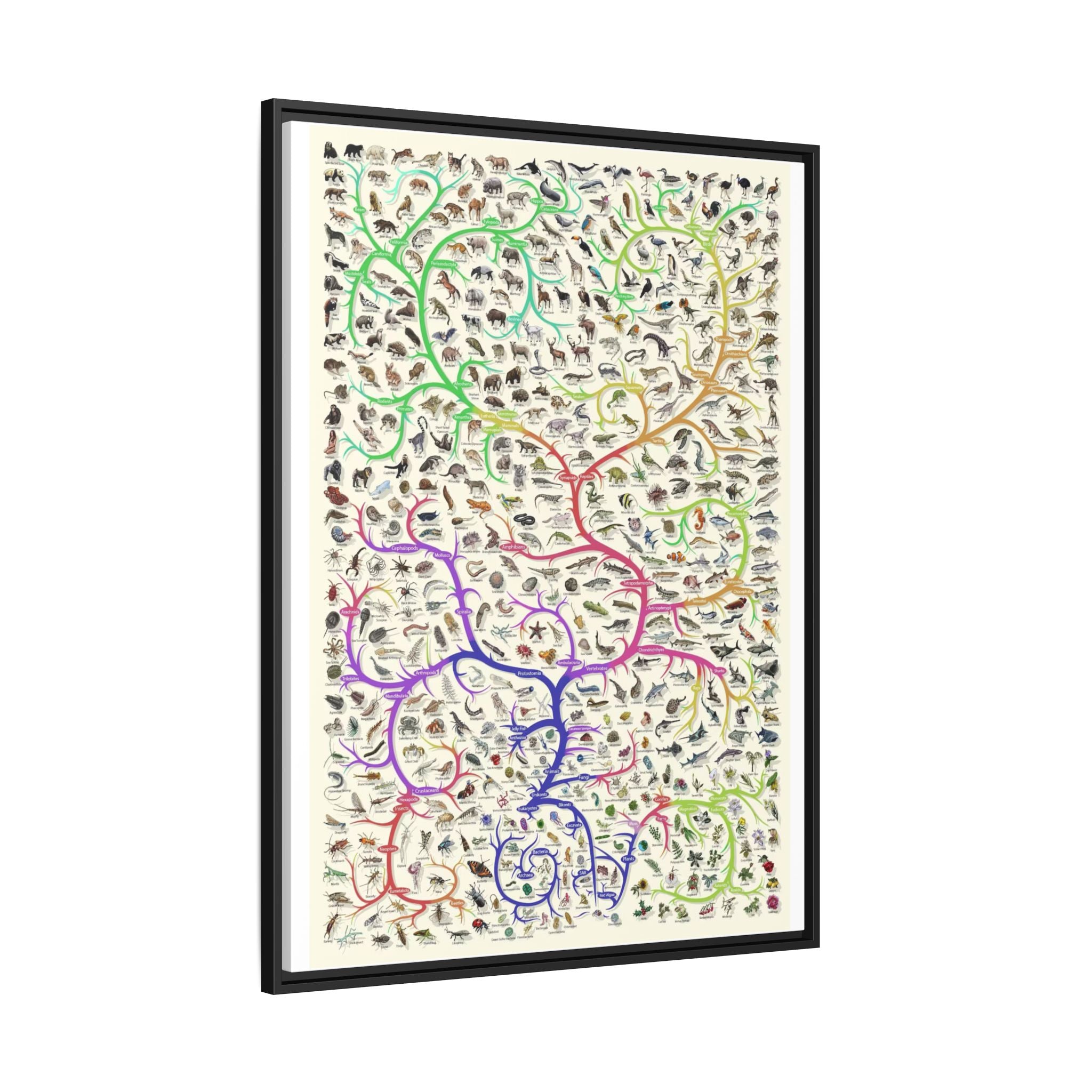 Animals Closest Relatives Poster, Evolutionary Tree of Life Chart, Animal Phylogeny and Biodiversity Educational Canvas Print