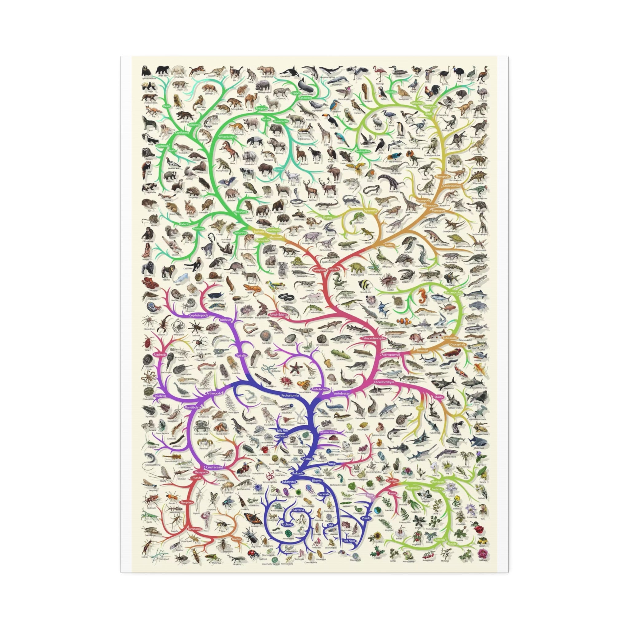 Animals Closest Relatives Poster, Evolutionary Tree of Life Chart, Animal Phylogeny and Biodiversity Educational Canvas Print