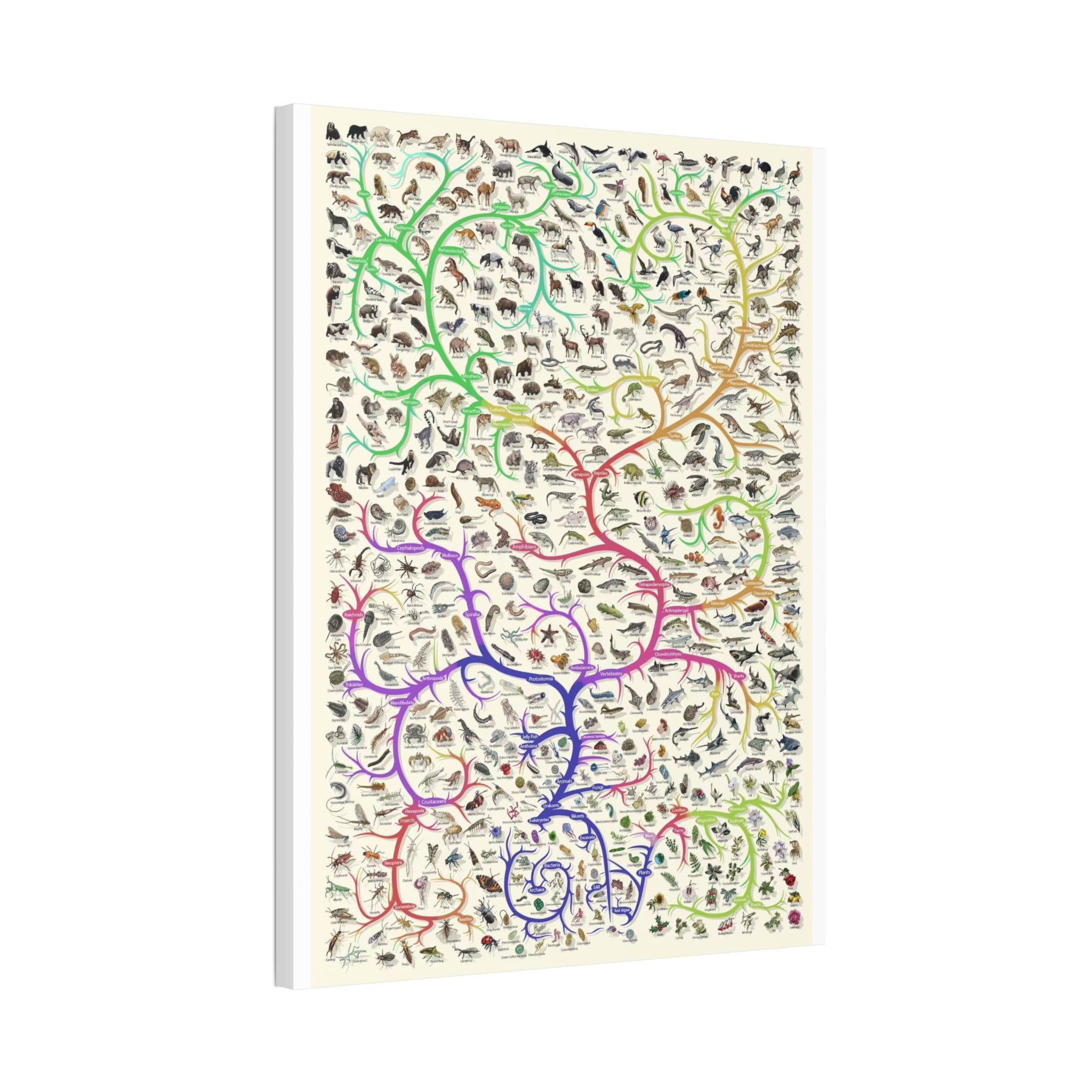 Animals Closest Relatives Poster, Evolutionary Tree of Life Chart, Animal Phylogeny and Biodiversity Educational Canvas Print
