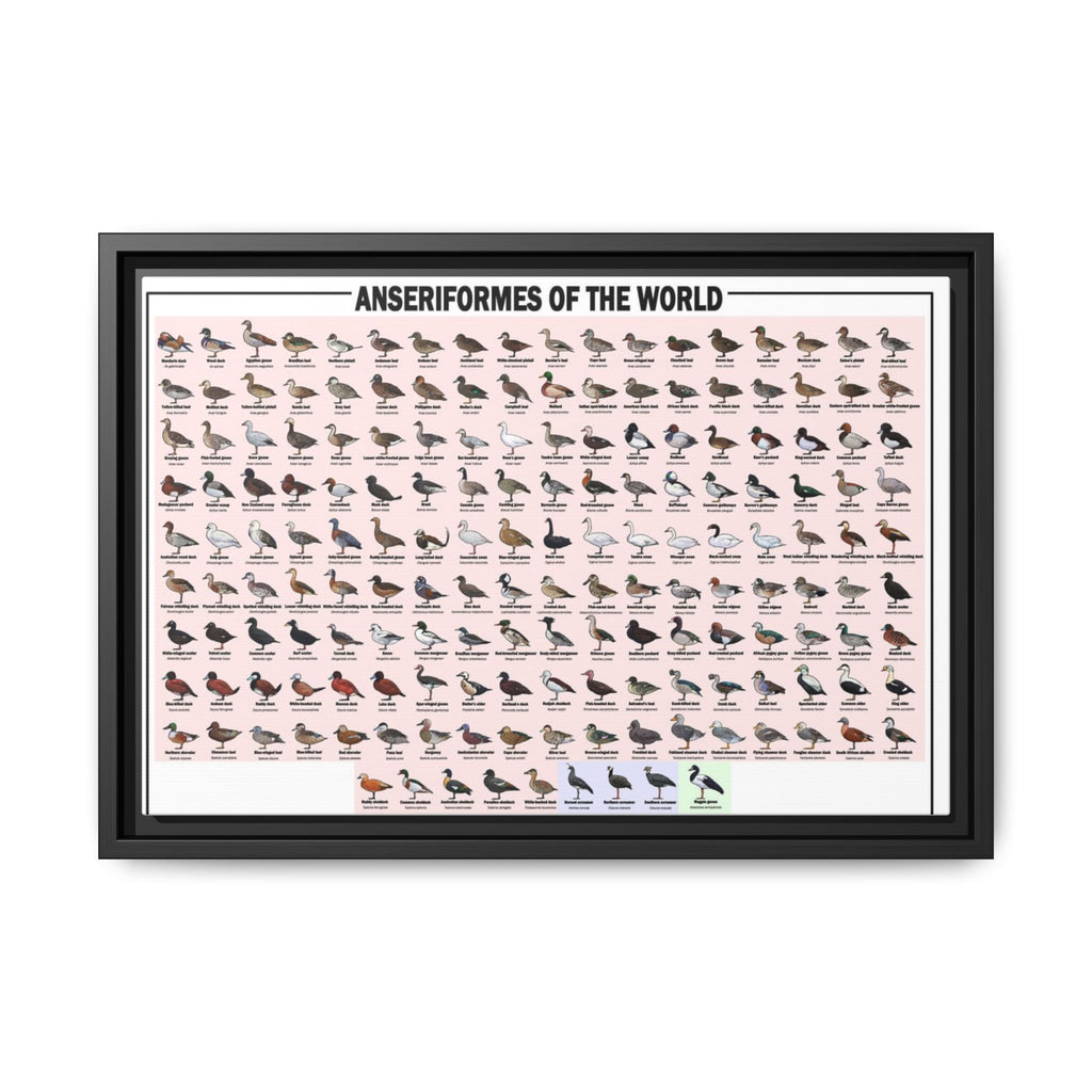 Anseriformes of the World Waterfowl Identification Chart Poster and Canvas