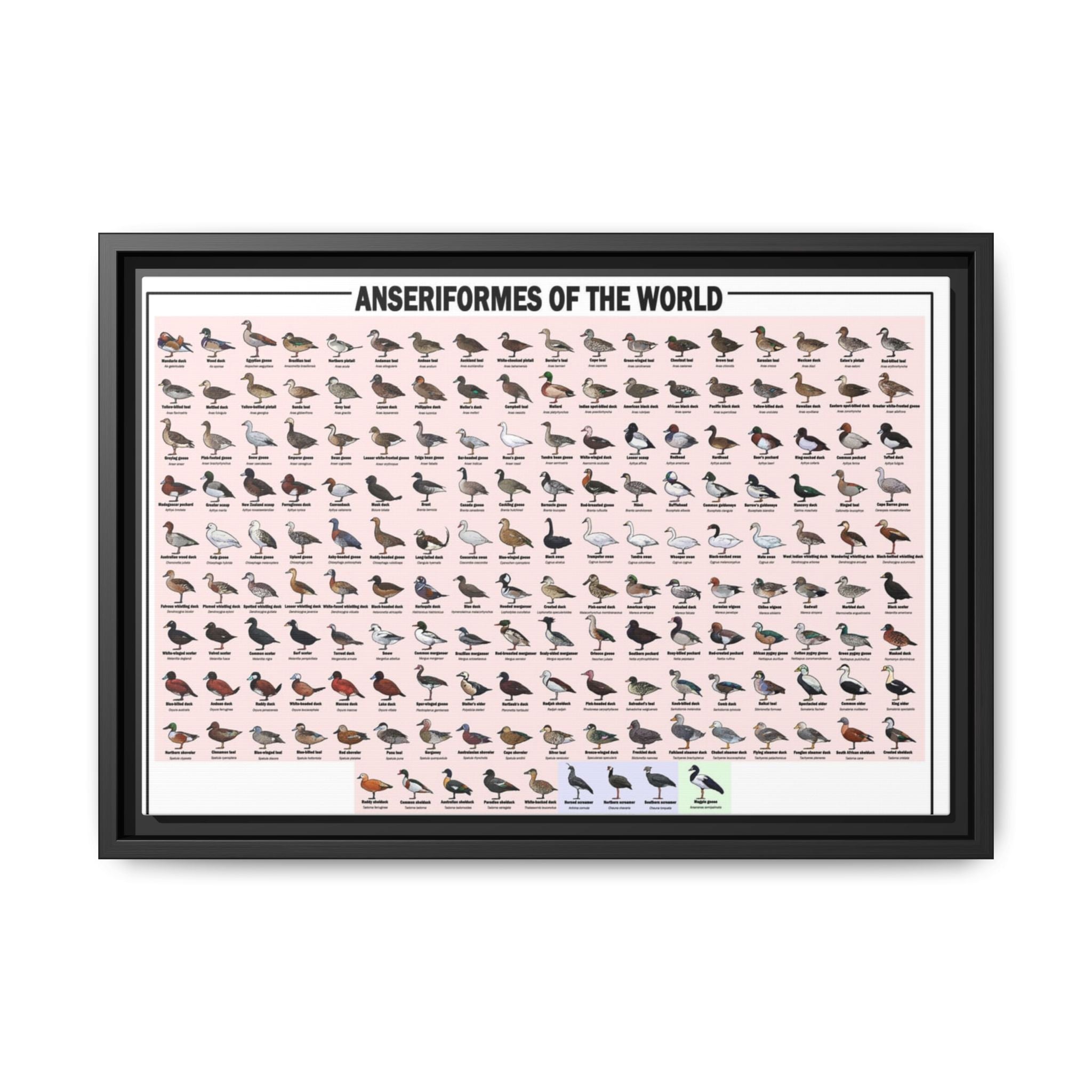 Anseriformes of the World Waterfowl Identification Chart Poster and Canvas