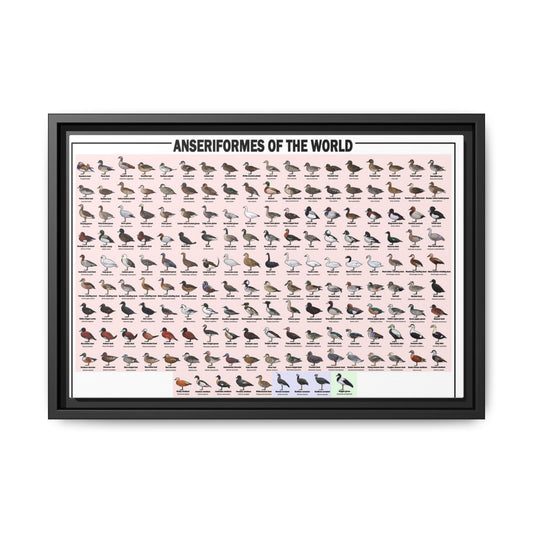 Anseriformes of the World Waterfowl Identification Chart Poster and Canvas