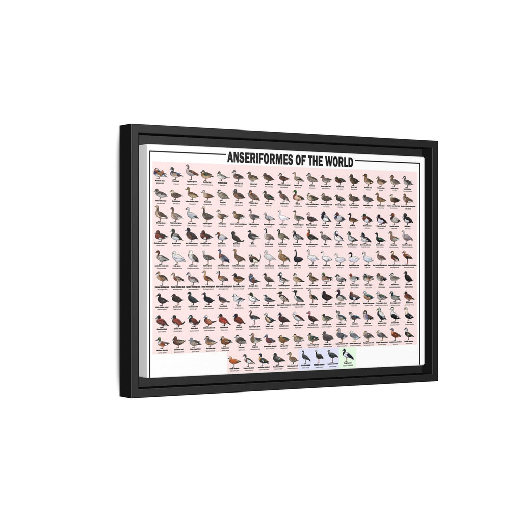 Anseriformes of the World Waterfowl Identification Chart Poster and Canvas