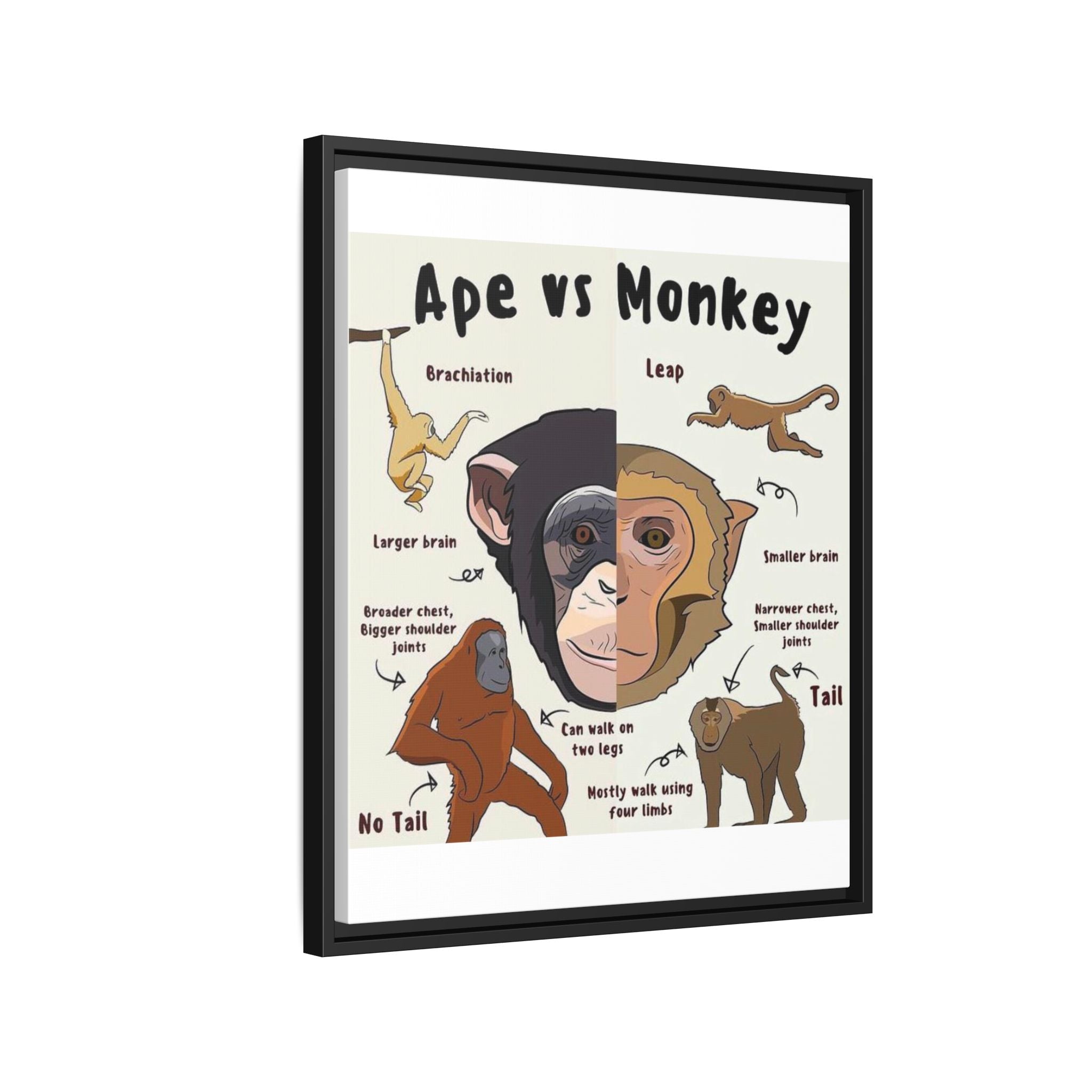 Ape vs Monkey Poster, Primate Comparison Chart, Differences Between Apes and Monkeys Educational Canvas Print