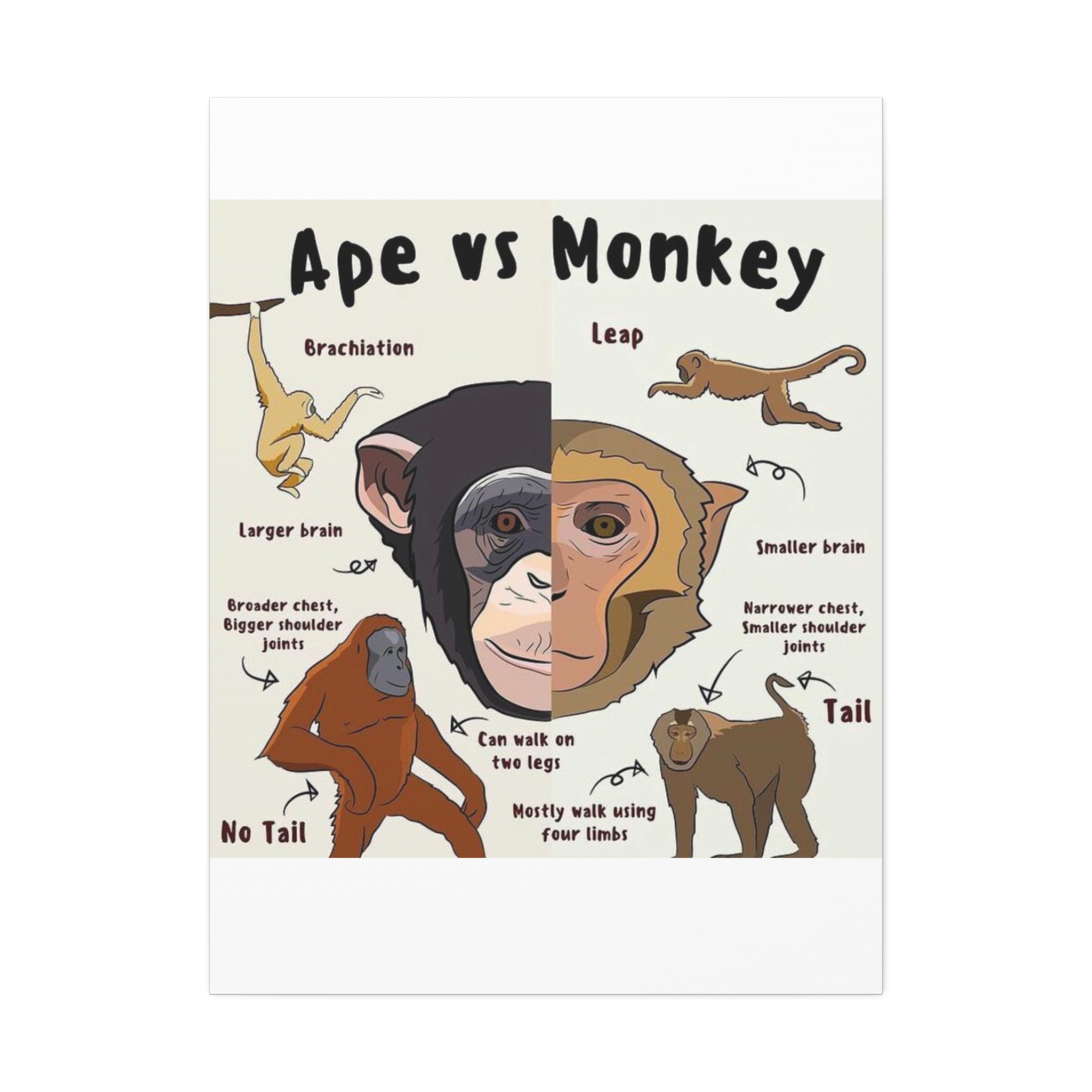 Ape vs Monkey Poster, Primate Comparison Chart, Differences Between Apes and Monkeys Educational Canvas Print