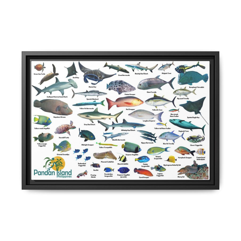 Apo Reef Philippines Fish Identification Chart Poster and Canvas