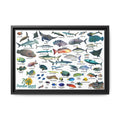 Apo Reef Philippines Fish Identification Chart Poster and Canvas