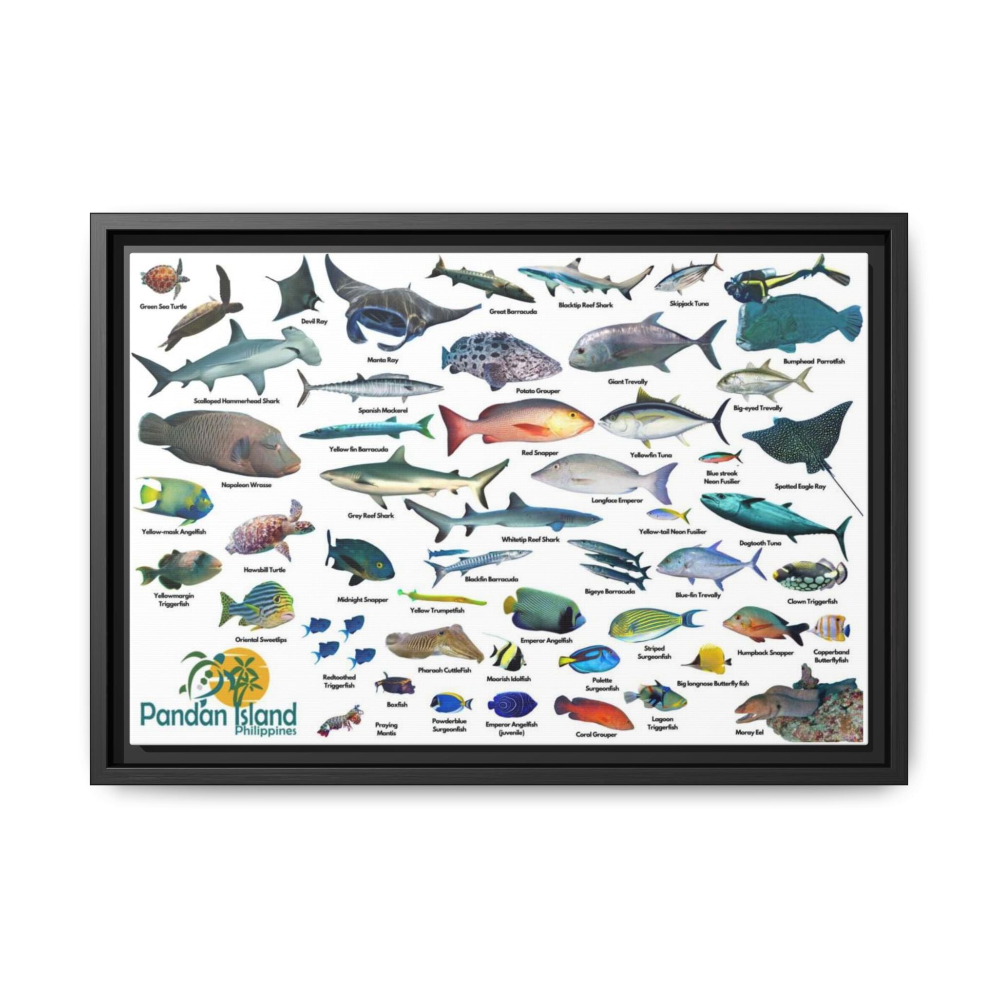 Apo Reef Philippines Fish Identification Chart Poster and Canvas