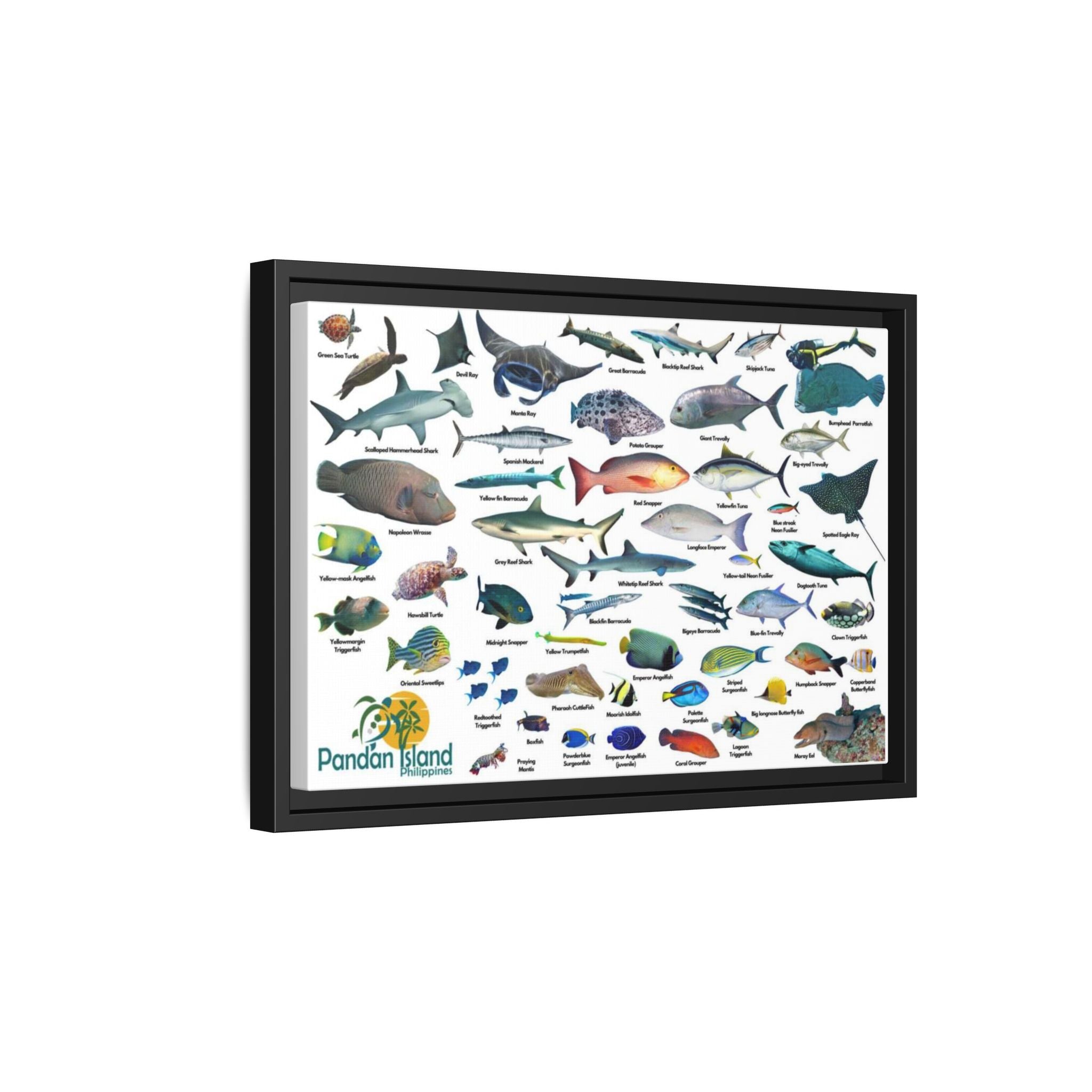Apo Reef Philippines Fish Identification Chart Poster and Canvas