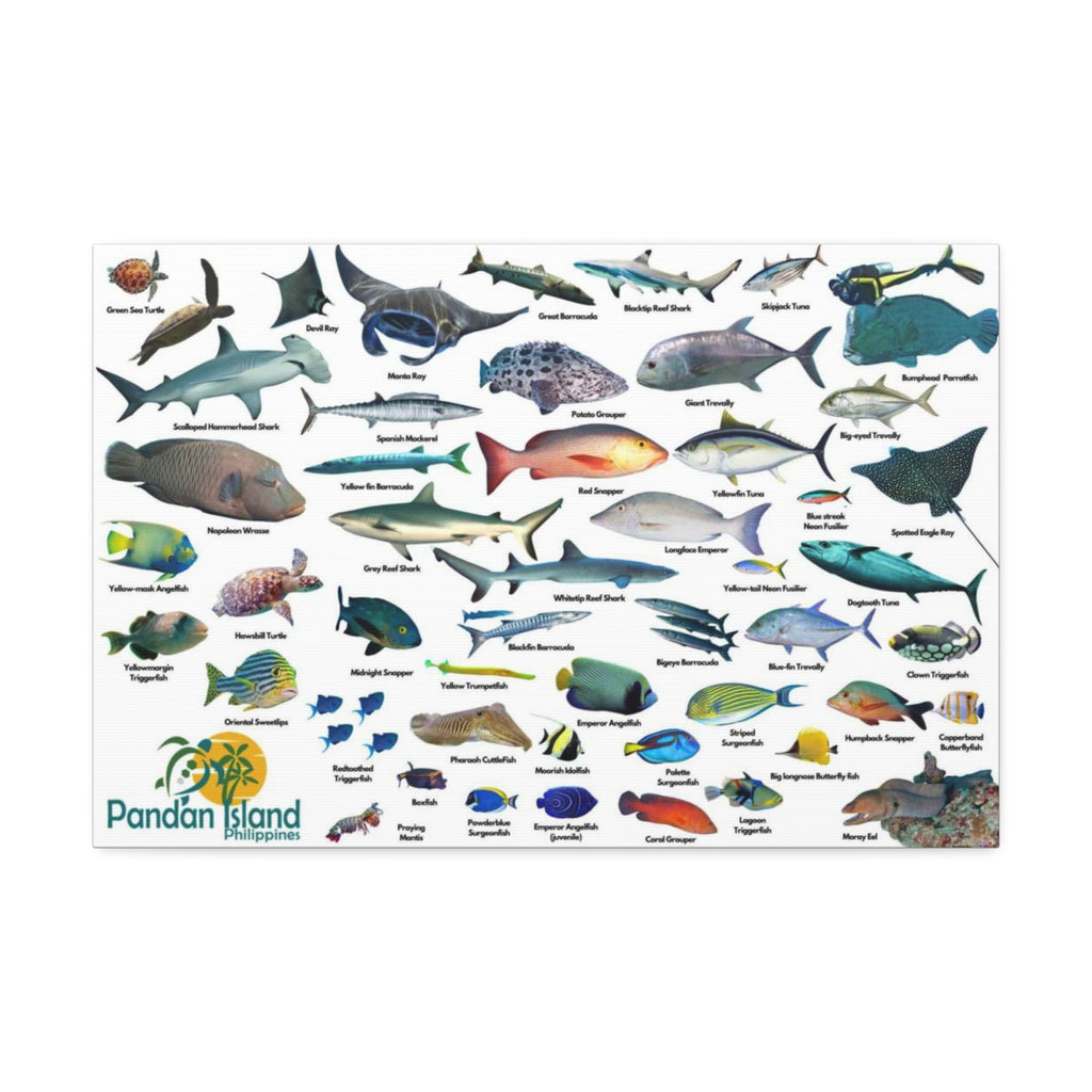 Apo Reef Philippines Fish Identification Chart Poster and Canvas