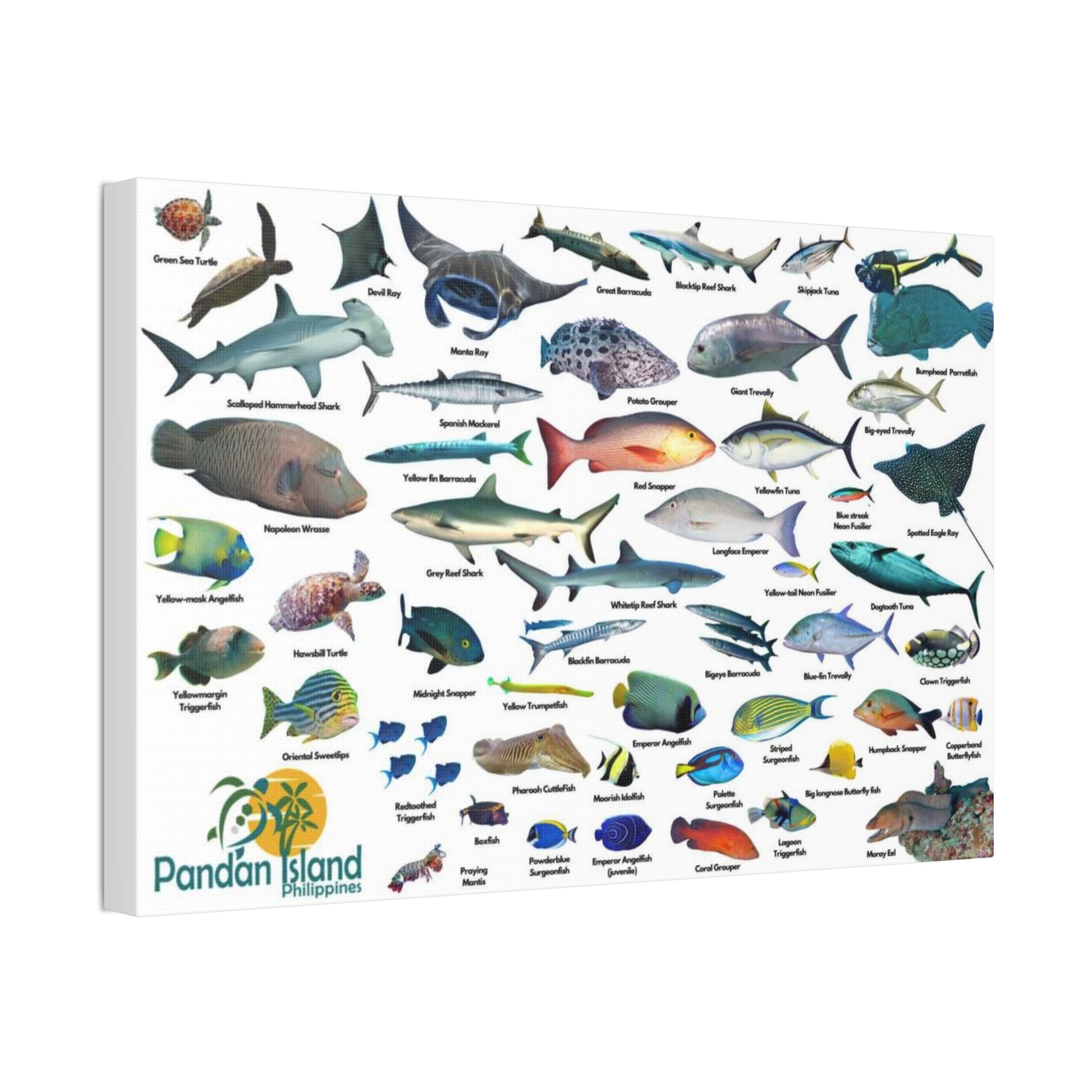 Apo Reef Philippines Fish Identification Chart Poster and Canvas