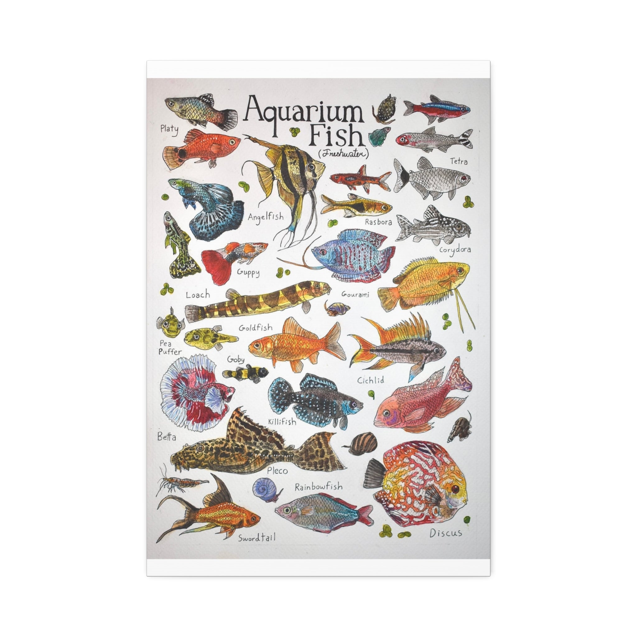Aquarium Fish Freshwater Aquarium Fish Vertical Poster and Canvas