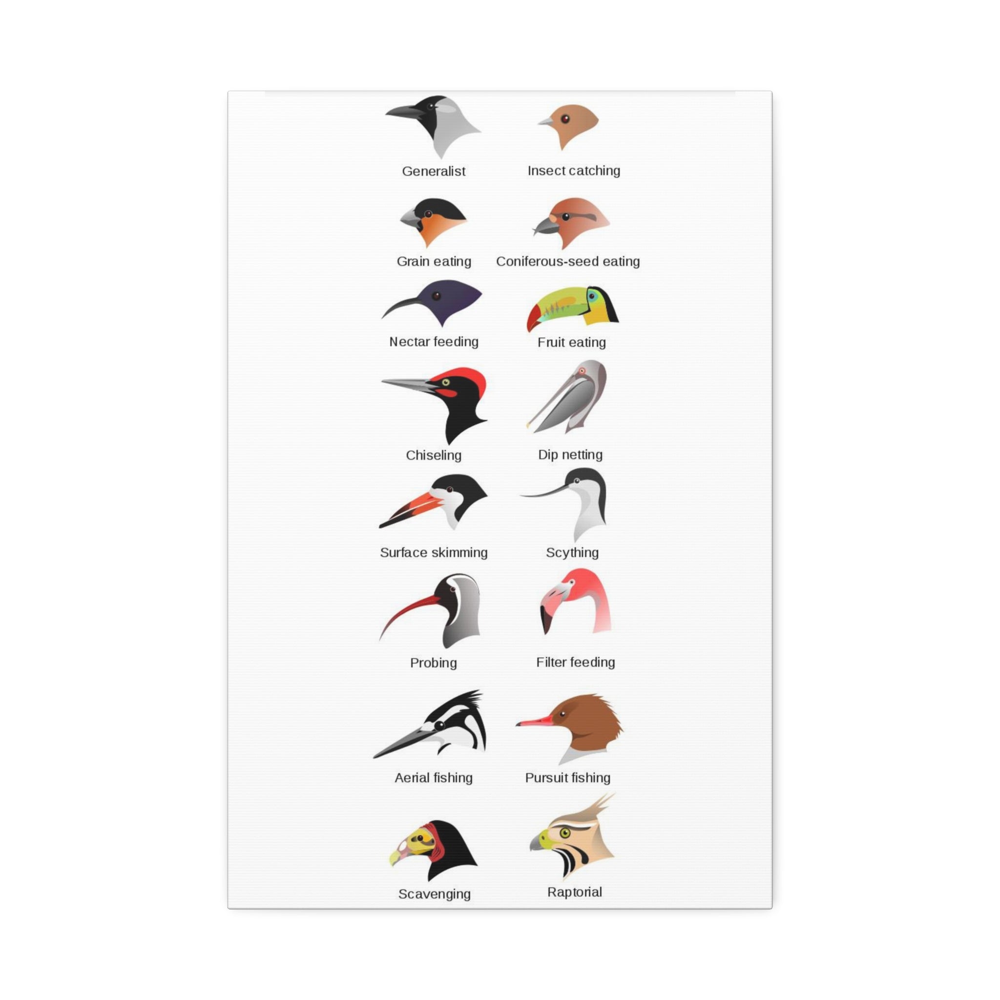As everyone seemed to enjoy the bird body parts post, here are bird beak types. Very helpful when you don't know where to start when ID-ing a bird. Knowing the beak type should give you at least some direction