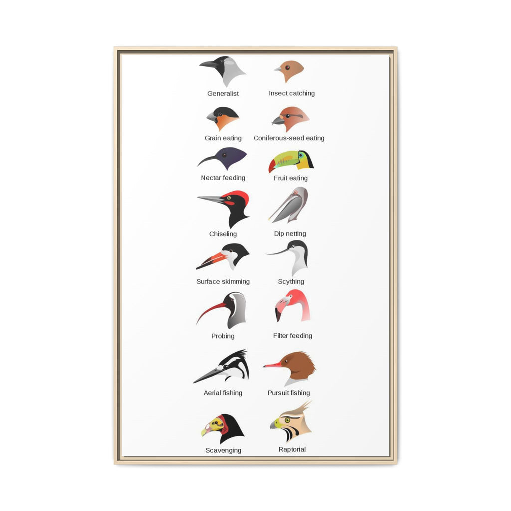 As everyone seemed to enjoy the bird body parts post, here are bird beak types. Very helpful when you don't know where to start when ID-ing a bird. Knowing the beak type should give you at least some direction