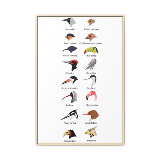 As everyone seemed to enjoy the bird body parts post, here are bird beak types. Very helpful when you don't know where to start when ID-ing a bird. Knowing the beak type should give you at least some direction