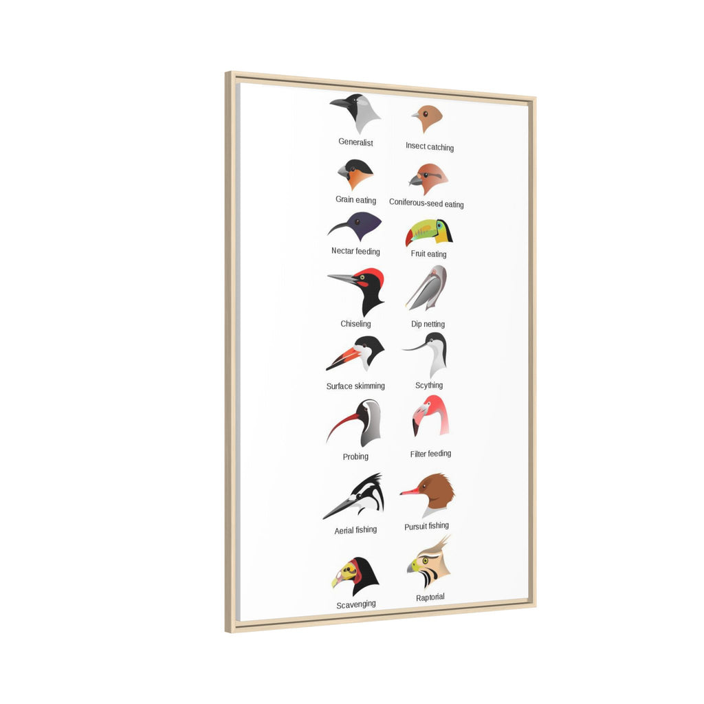 As everyone seemed to enjoy the bird body parts post, here are bird beak types. Very helpful when you don't know where to start when ID-ing a bird. Knowing the beak type should give you at least some direction