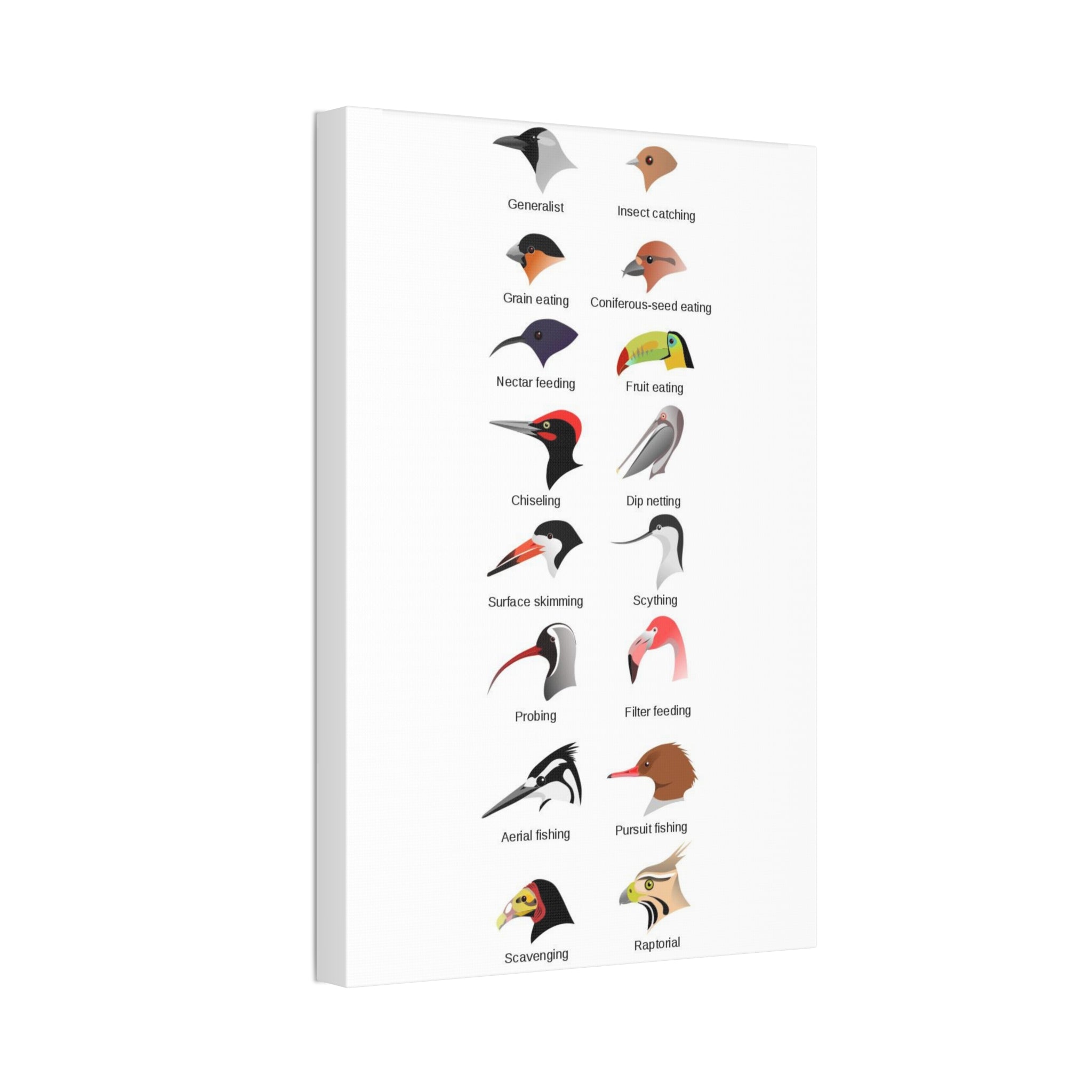 As everyone seemed to enjoy the bird body parts post, here are bird beak types. Very helpful when you don't know where to start when ID-ing a bird. Knowing the beak type should give you at least some direction