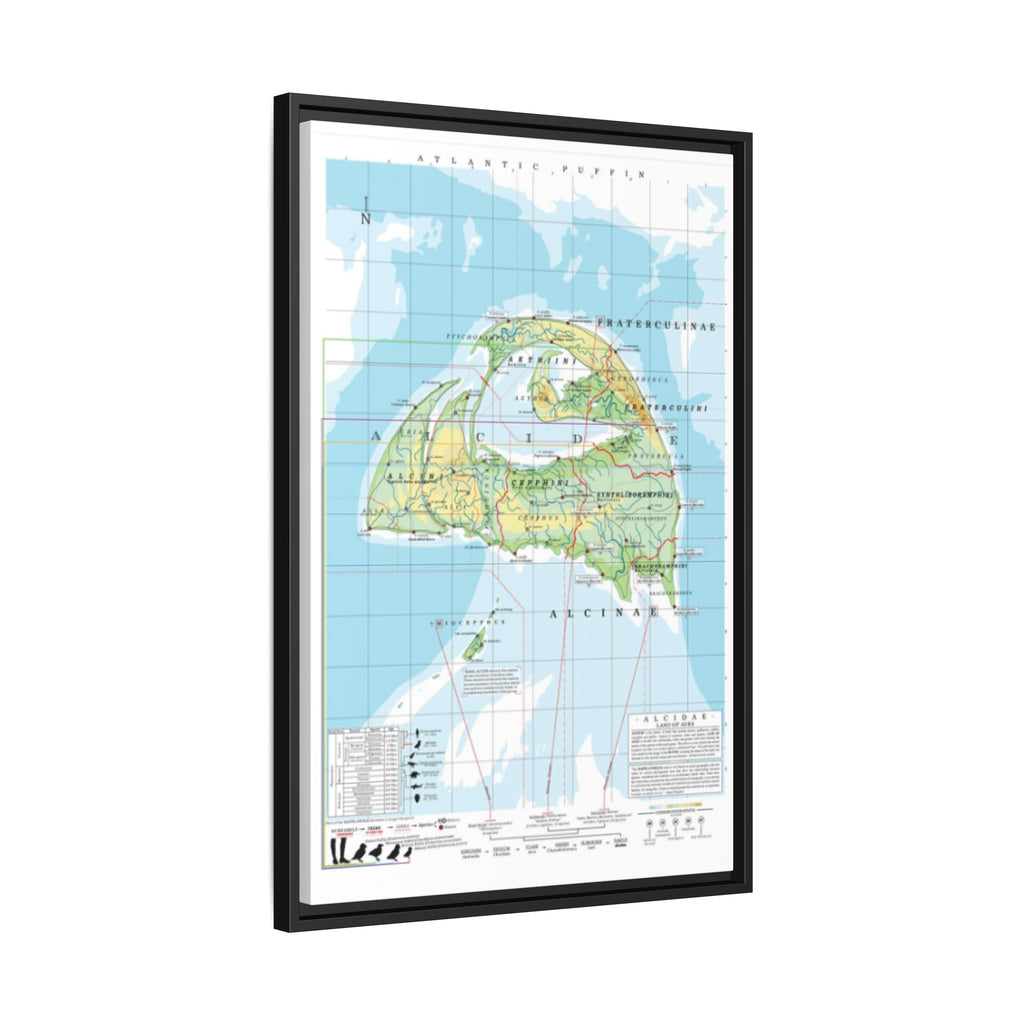 Atlantic Puffin Family Tree Map Poster, Alcidae Evolution Chart Print, Puffin Species Identification Wall Art, Bird Lover Gift