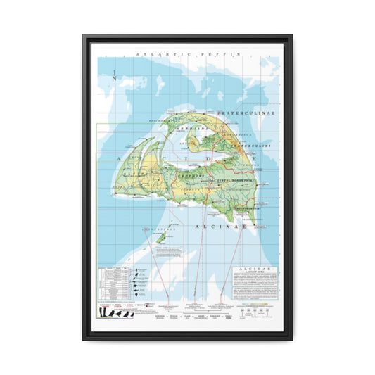 Atlantic Puffin Family Tree Map Poster, Alcidae Evolution Chart Print, Puffin Species Identification Wall Art, Bird Lover Gift