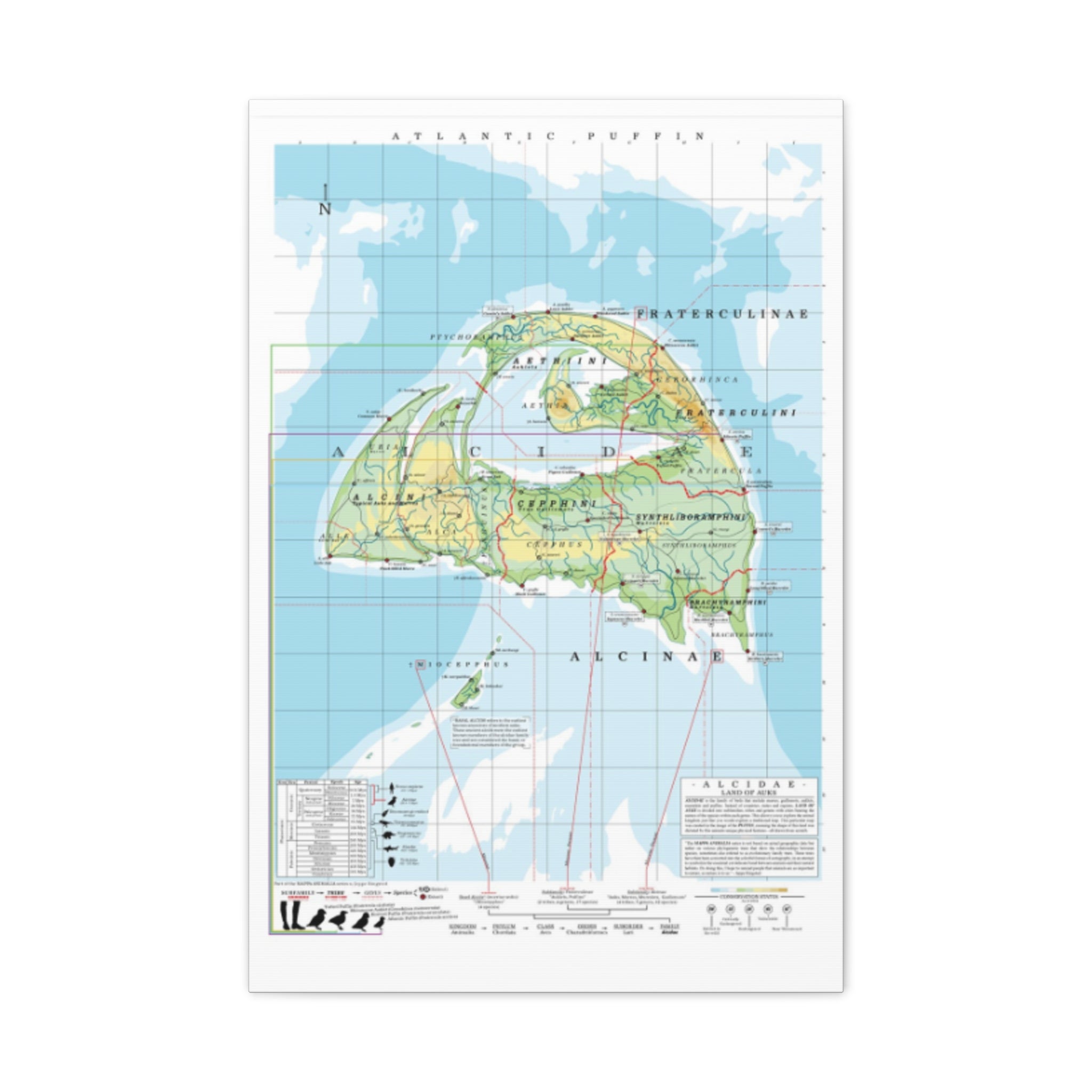 Atlantic Puffin Family Tree Map Poster, Alcidae Evolution Chart Print, Puffin Species Identification Wall Art, Bird Lover Gift