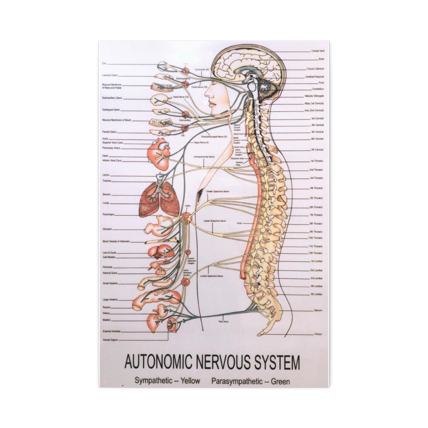 Autonomic Nervous System Vertical Canvas And Poster