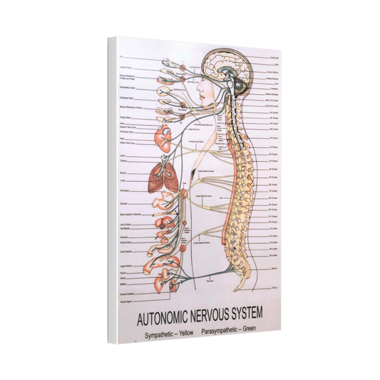 Autonomic Nervous System Vertical Canvas And Poster