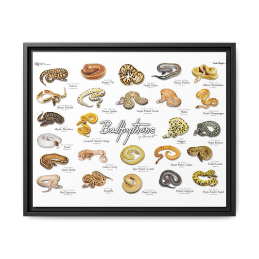 Ball Pythons Different Ball Python Morphs Pastel Calico Mystic Potion Vertical Poster