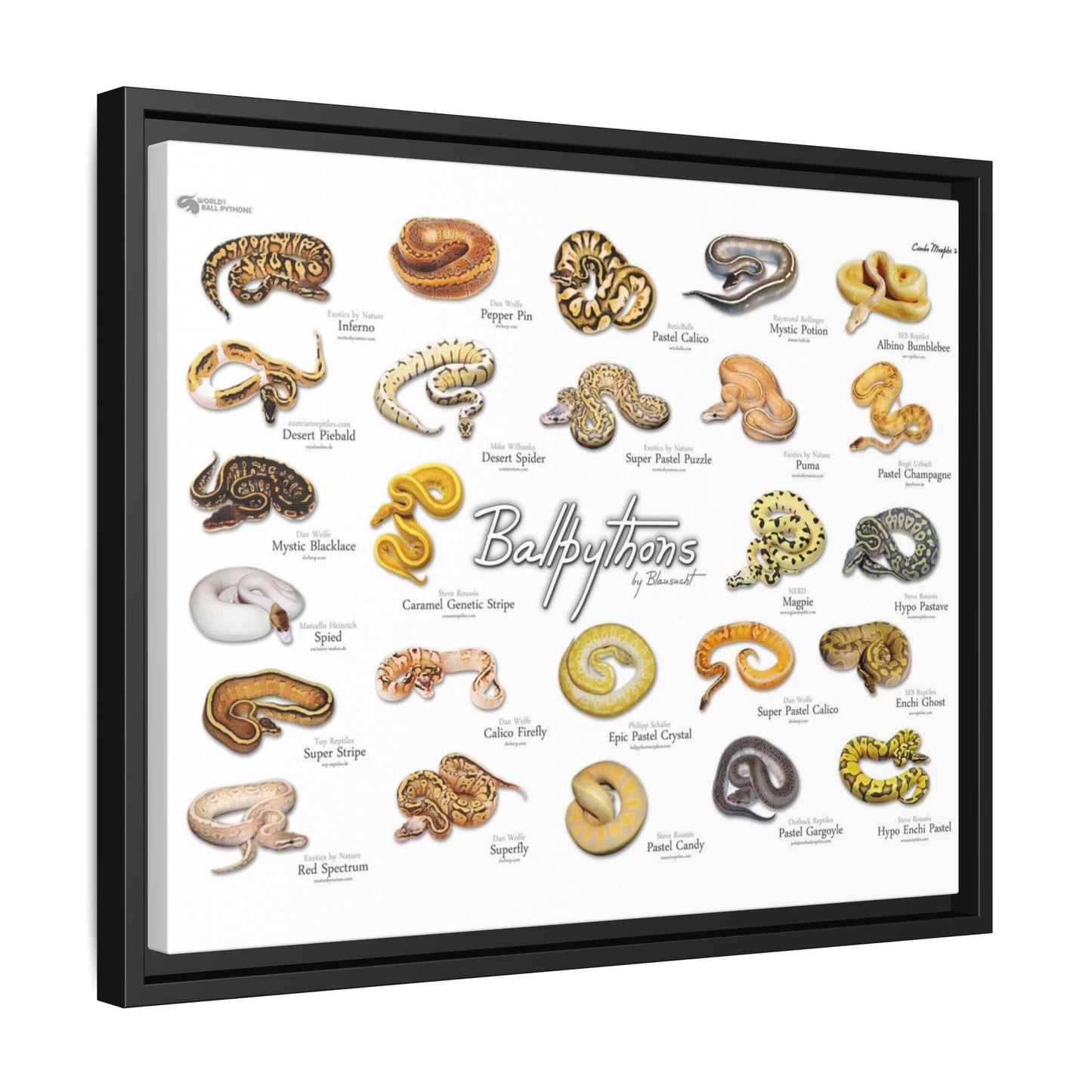 Ball Pythons Different Ball Python Morphs Pastel Calico Mystic Potion Vertical Poster