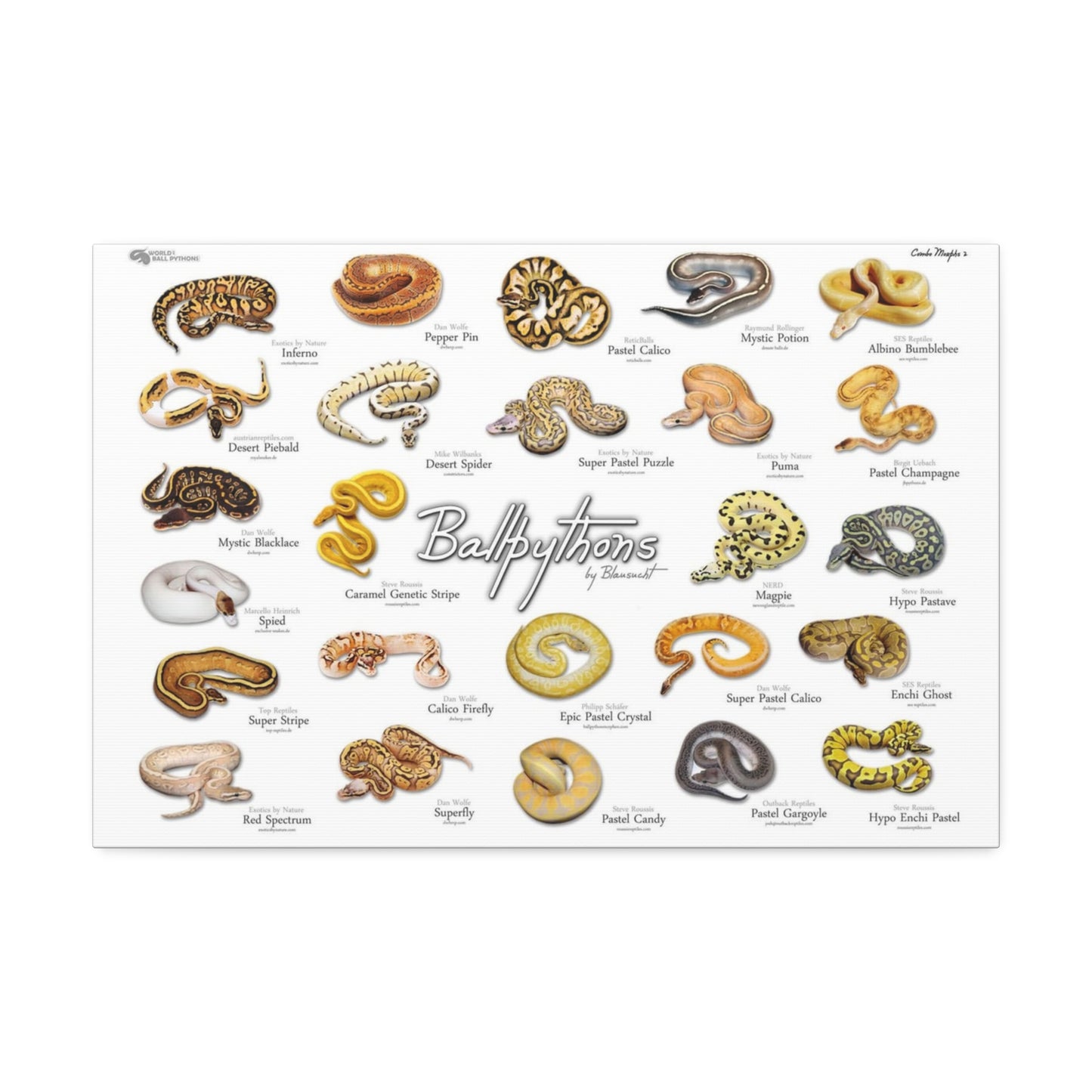 Ball Pythons Different Ball Python Morphs Pastel Calico Mystic Potion Vertical Poster