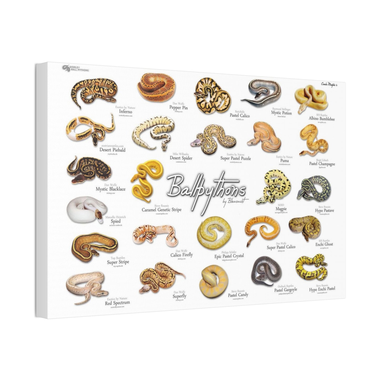 Ball Pythons Different Ball Python Morphs Pastel Calico Mystic Potion Vertical Poster