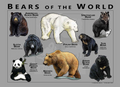 Bears of the World Poster, Bear Species Identification Chart, Wildlife Educational Wall Art Canvas Print