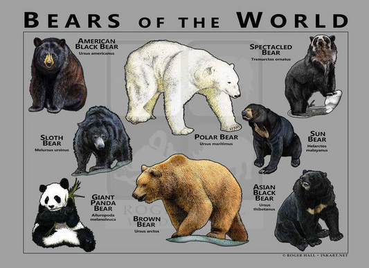 Bears of the World Poster, Bear Species Identification Chart, Wildlife Educational Wall Art Canvas Print