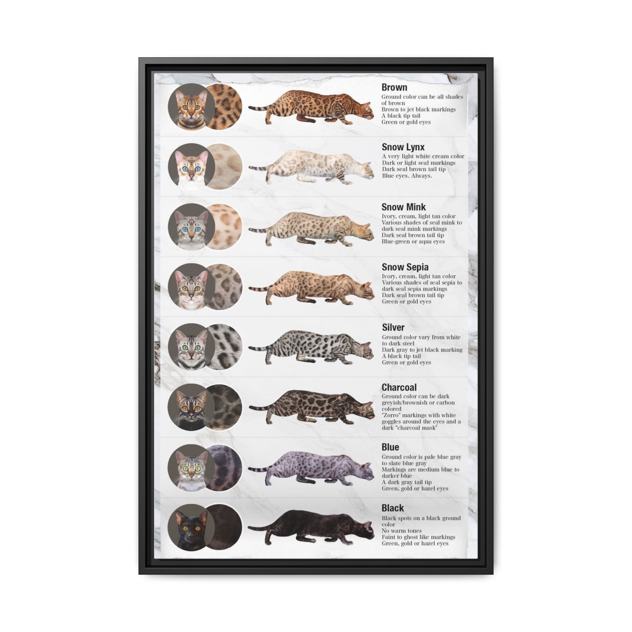Bengal Cat Coat Colors Poster, Bengal Cat Color and Pattern Guide, Educational Cat Wall Art Canvas Print